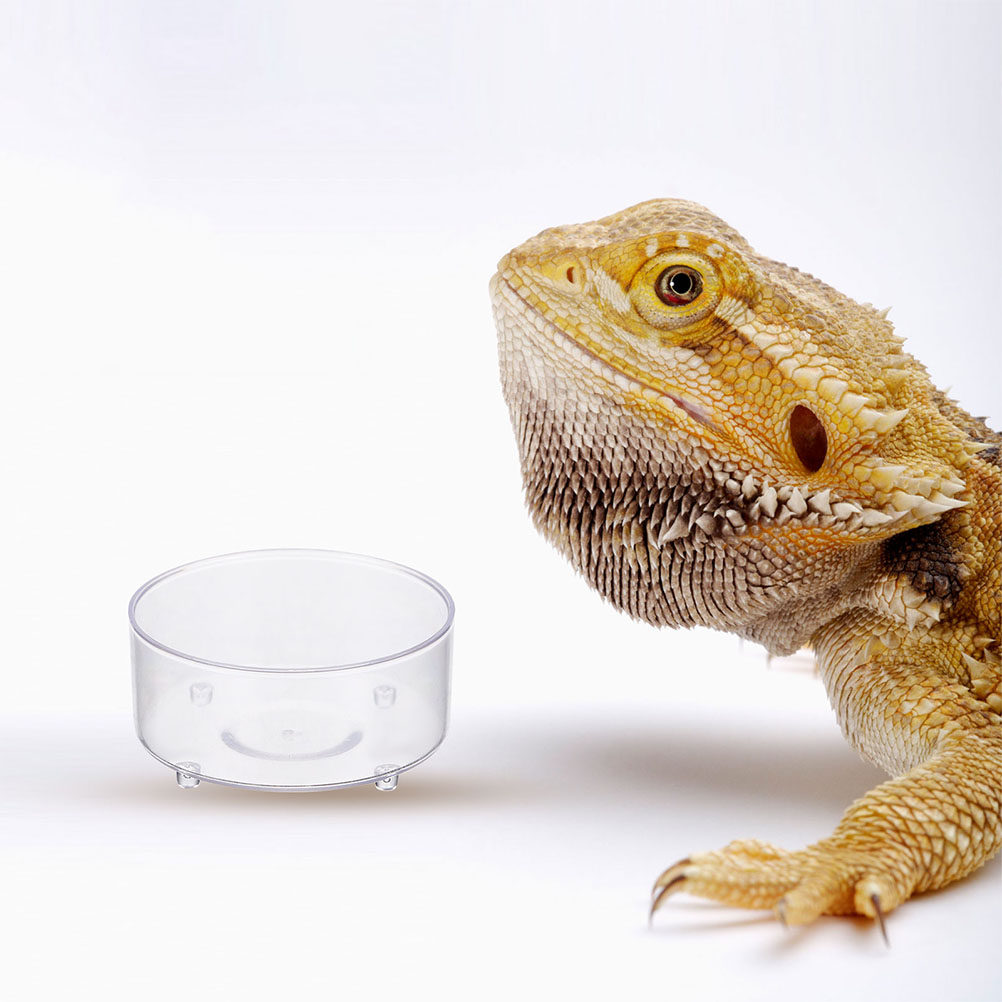 Water Dish Reptile - 10Pcs Acrylic Reptile Food Dish Feeding