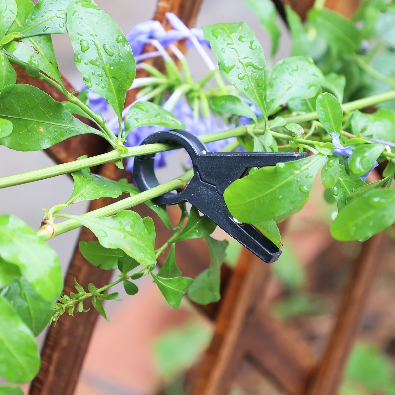 Newly 100/10pcs Plant Support  - Vine Climbing Plastic ulasan dan harga