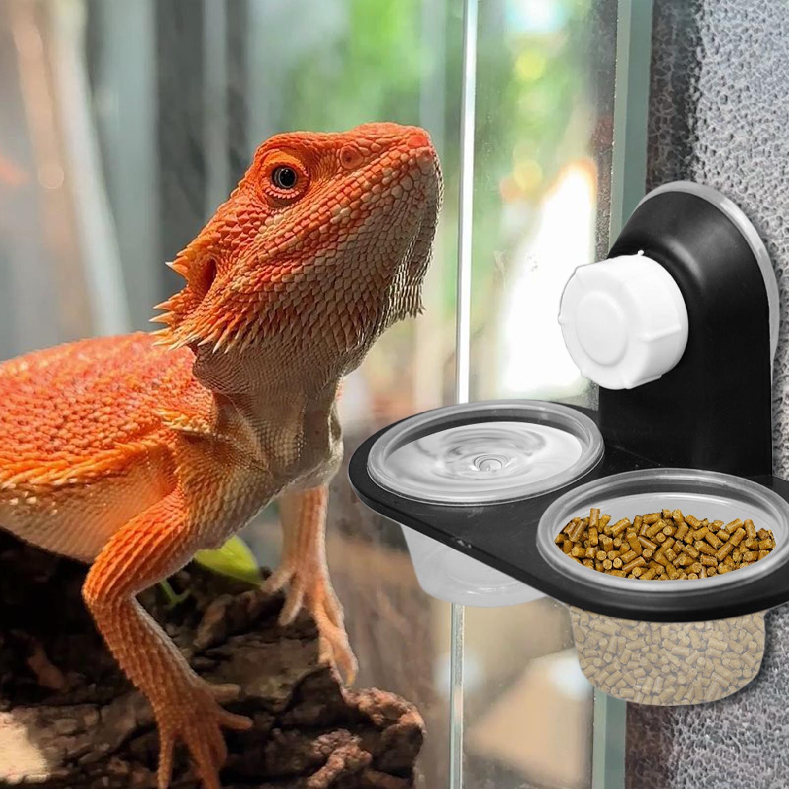 Gecko Food Dish Gecko Water Di - Water Dish Reptile ulasan dan harga