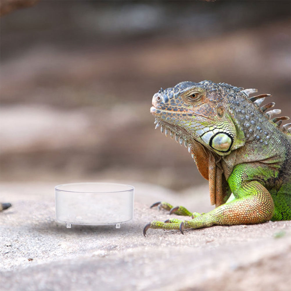 10Pcs Acrylic Reptile Food Dis - Water Dish Reptile ulasan dan harga